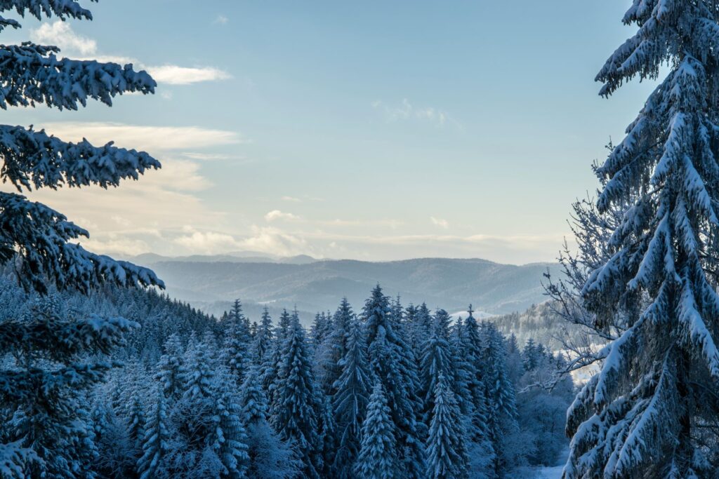 Winter forest landscape